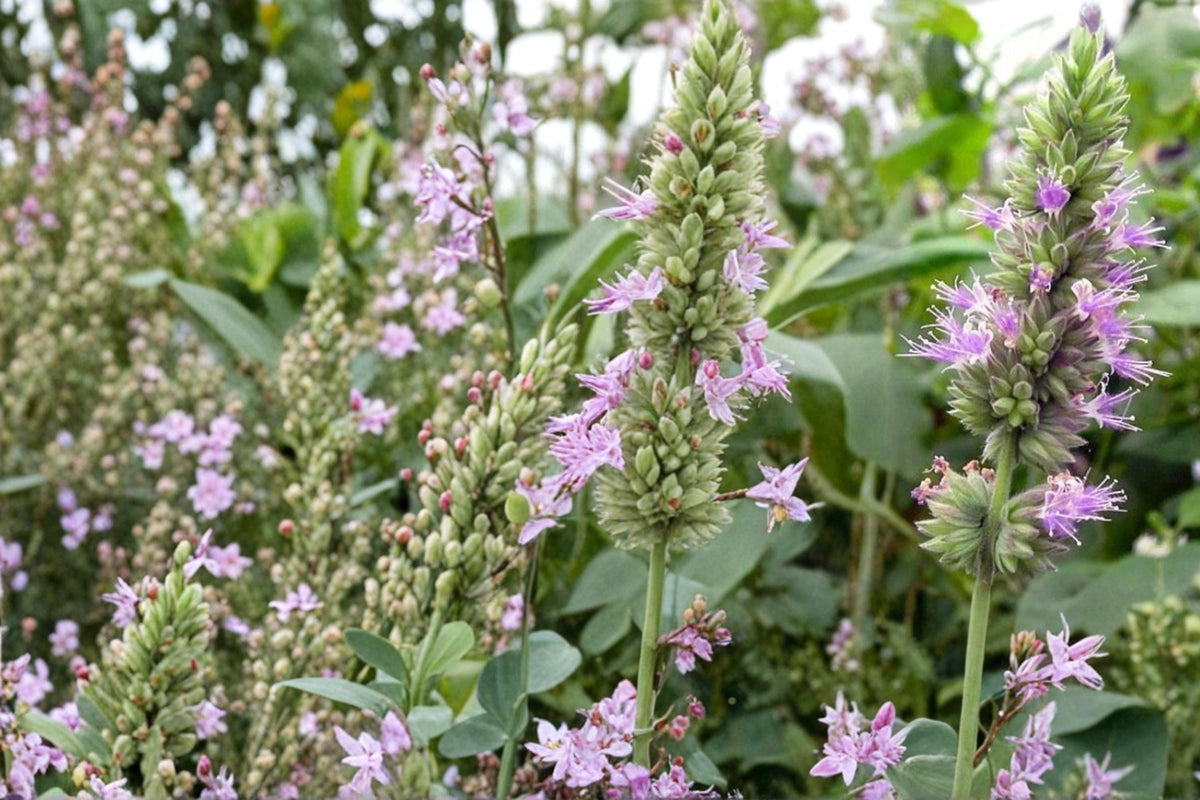 Patchouli Seeds – Pogostemon cablin Tropical Aromatic Herb for Garden & Container Cultivation
