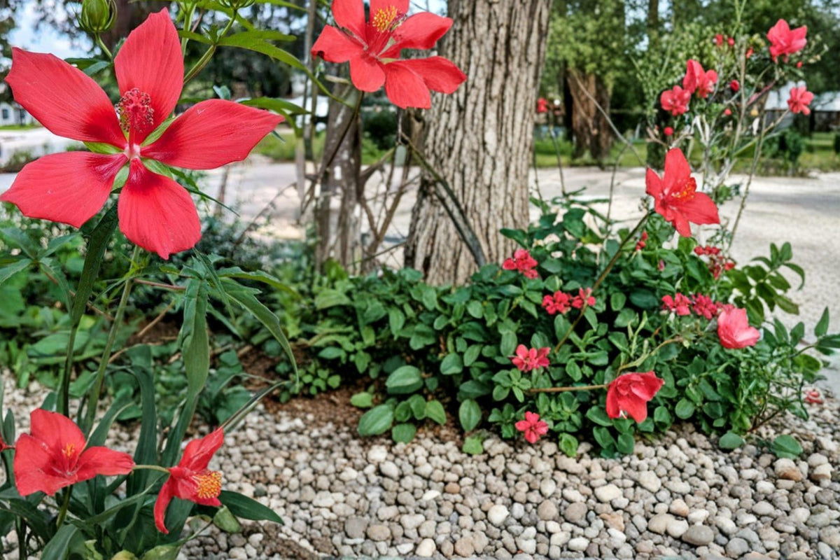 Texas Star Hibiscus Seeds – Perennial Red Flowering Plant, Hibiscus coccineus, Ornamental Garden, Water Garden, Border Plant