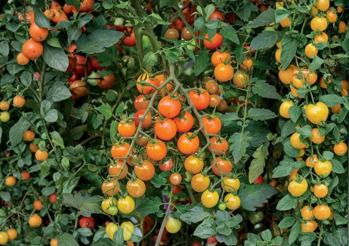 Orange Cherry Tomato Seeds - Heirloom, Small, Bright Orange, High Yield, Garden Planting, Vegetable Seeds