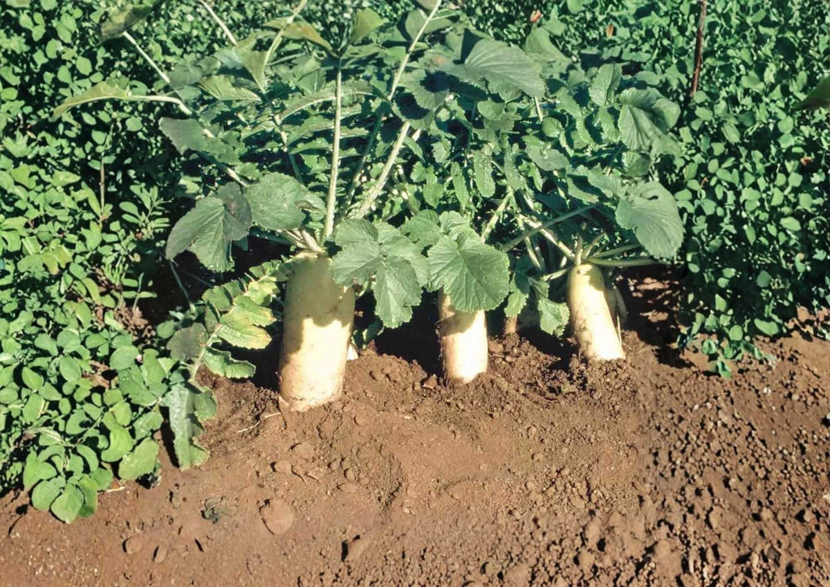 Japanese Minowase Daikon Radish Seeds – Heirloom Non-GMO Vegetable Seeds for Garden Planting, Long White Root, Crisp Flavor