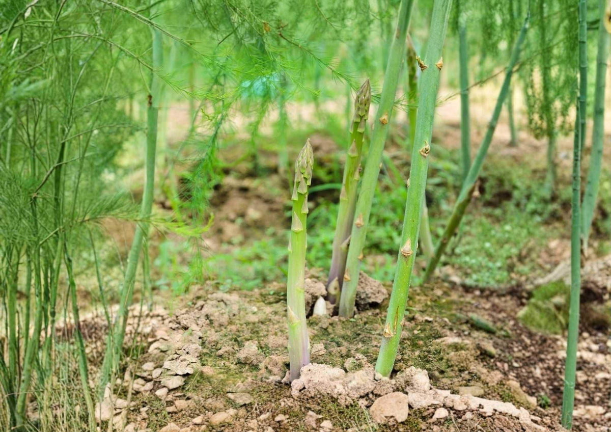 100+ Mary Washington Asparagus Seeds – Heirloom Organic Non-GMO Vegetable Seeds for Garden Planting, Tender Green Spears