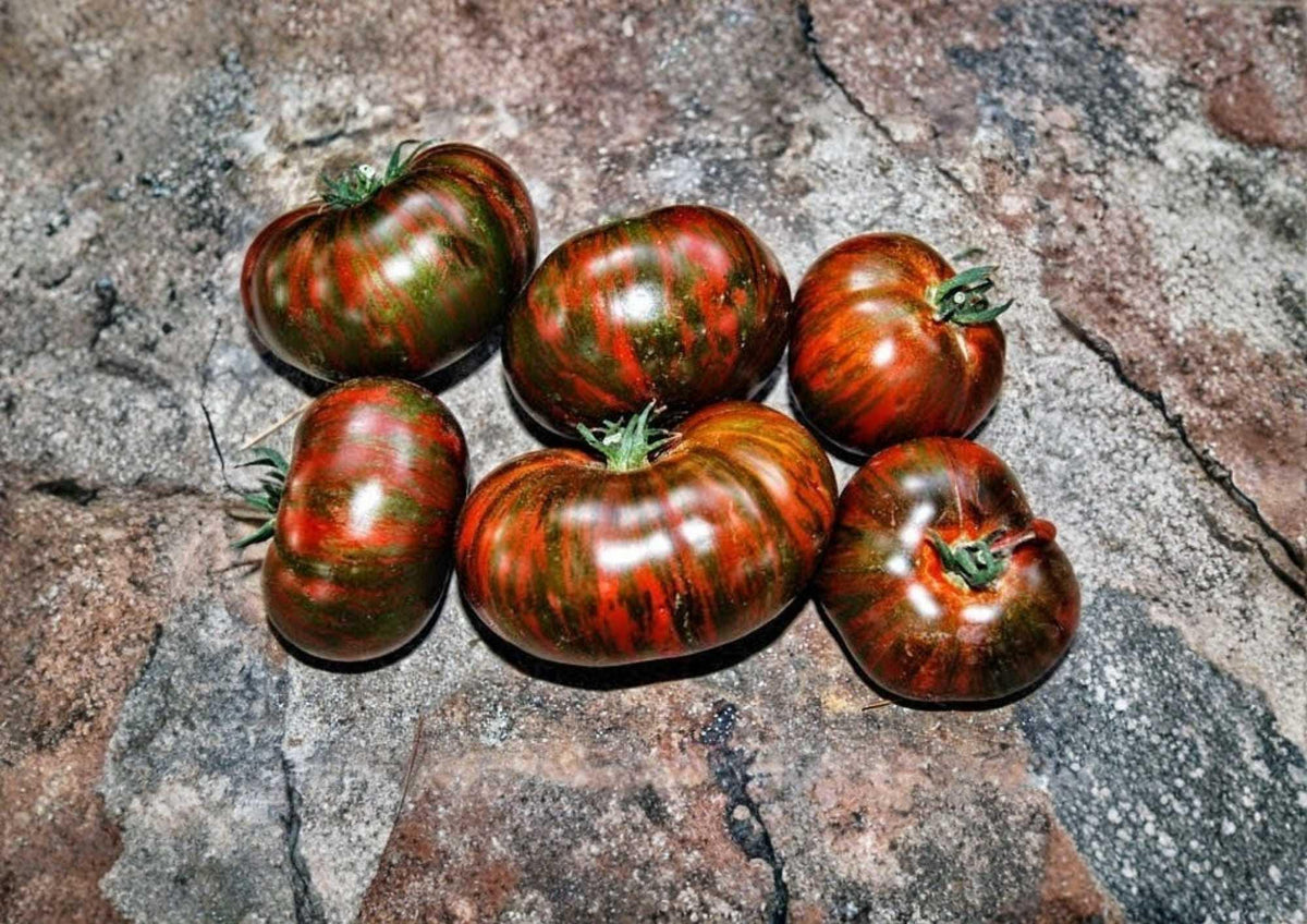 Vintage Wine Striped Tomato Seeds – Heirloom Beefsteak, Large 1 lb Fruits, Red and Yellow Striped, Garden Planting, Solanum lycopersicum