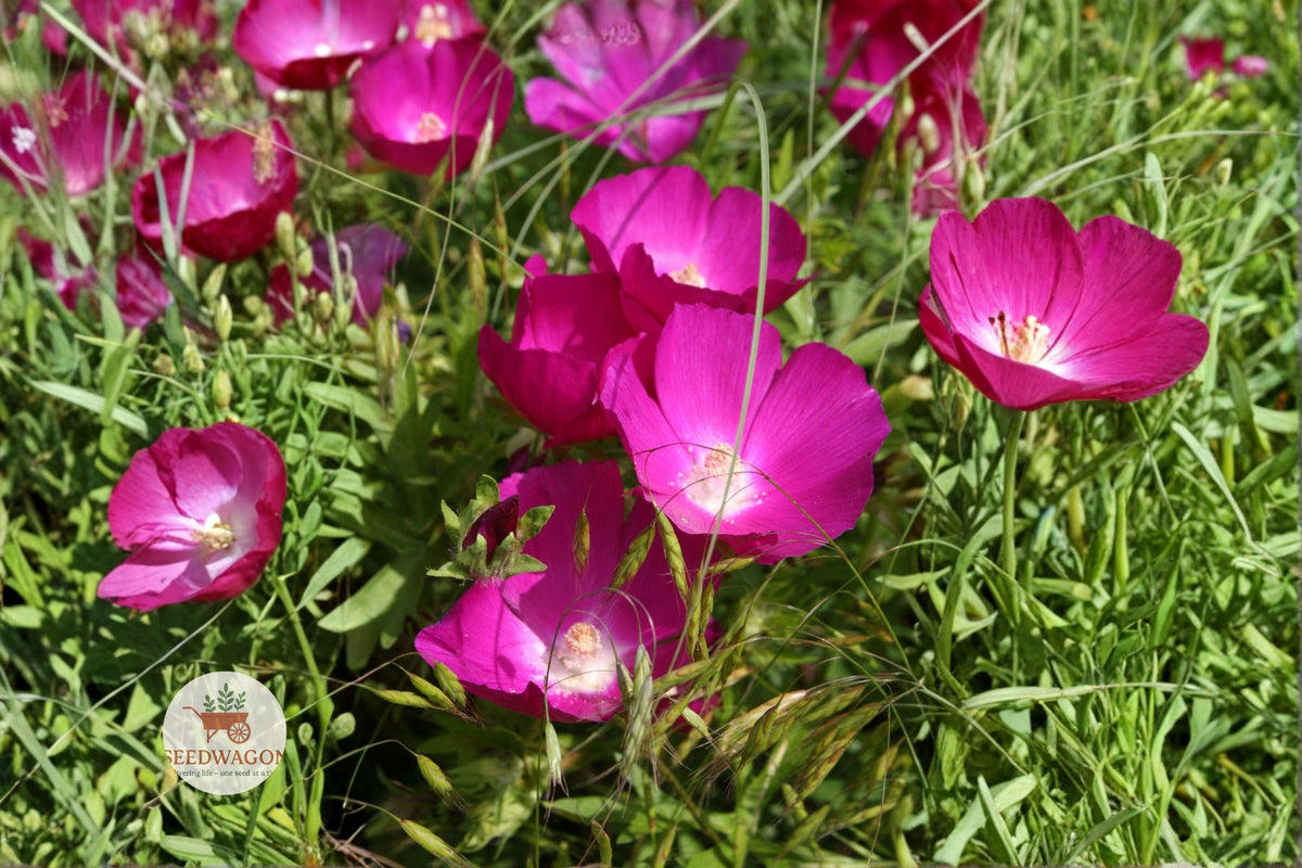 Bush’s Poppy Mallow Seeds – Native Perennial Wildflower, Magenta-Purple Blooms, Pollinator Plant, Drought Tolerant, Callirhoe bushii