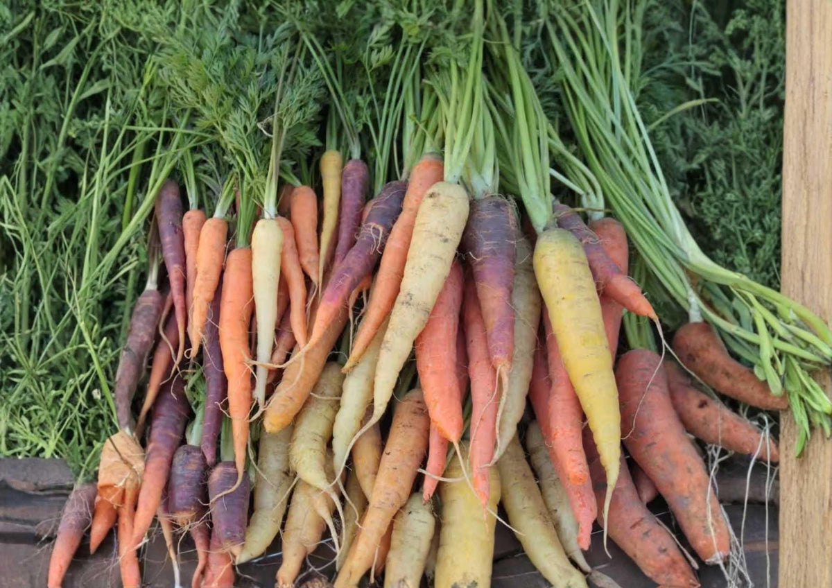 Rainbow Carrot Seeds Mix - Heirloom Vegetable Seeds for Garden, Colorful Purple, Yellow, Orange & White Carrots, Sweet Edible Roots