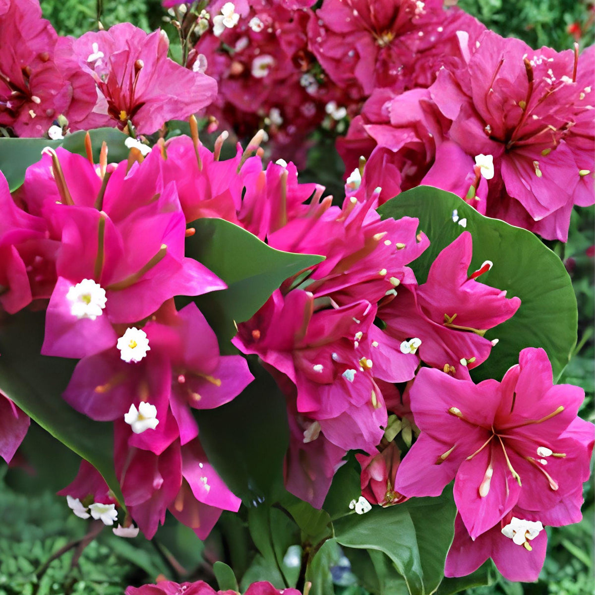 Fuchsia Pink Bougainvillea Cuttings | Tropical Flowering Vine | Bougainvillea spectabilis | 7 Unrooted Live Cuttings