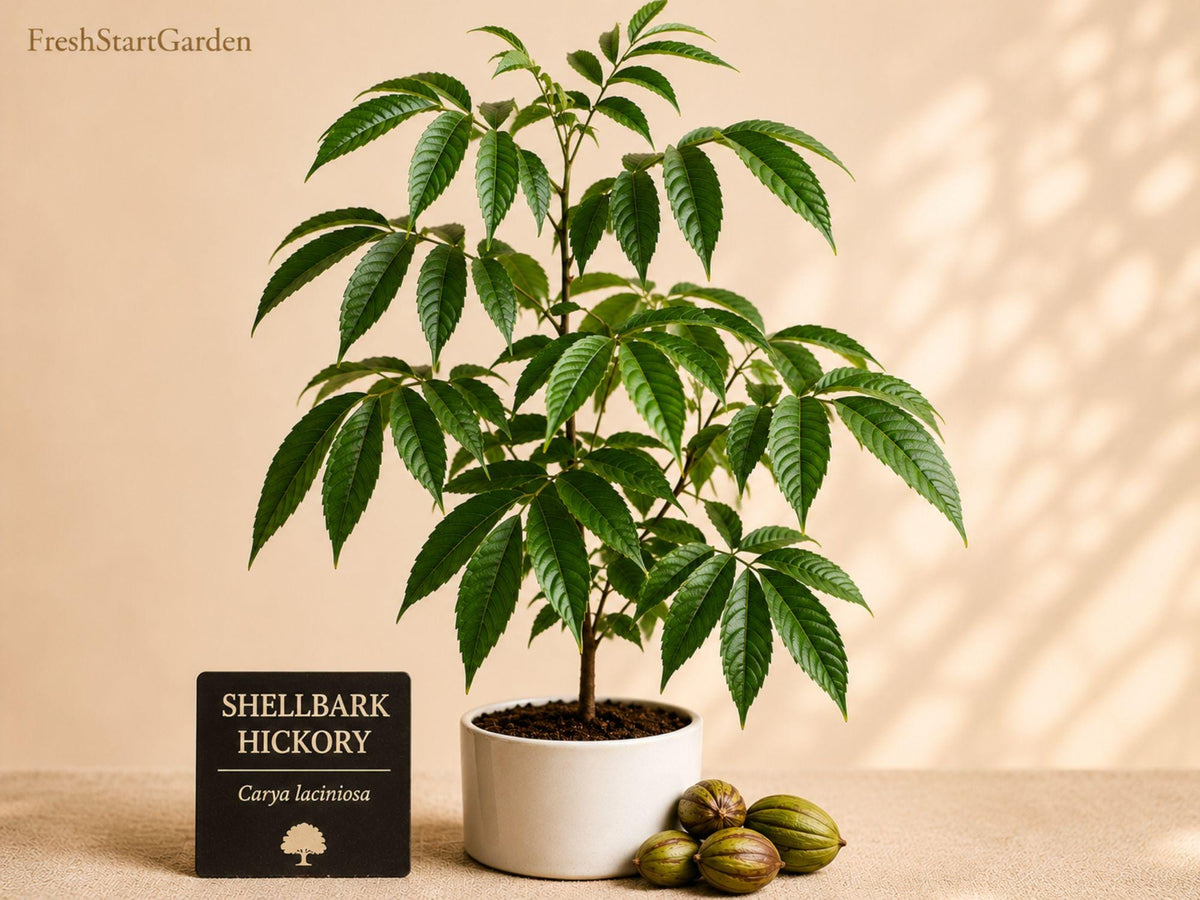 Shellbark Hickory Tree Seedlings – Carya laciniosa Native Hardwood Shade Trees for Outdoor Landscaping