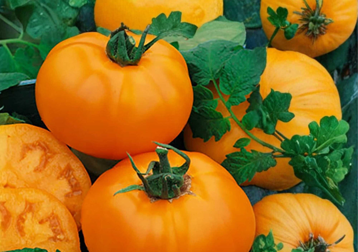 Golden Jubilee Tomato Seeds – Heirloom Non-GMO Vegetable Seeds for Garden, Bright Orange, Low Acid, Sweet Flavor