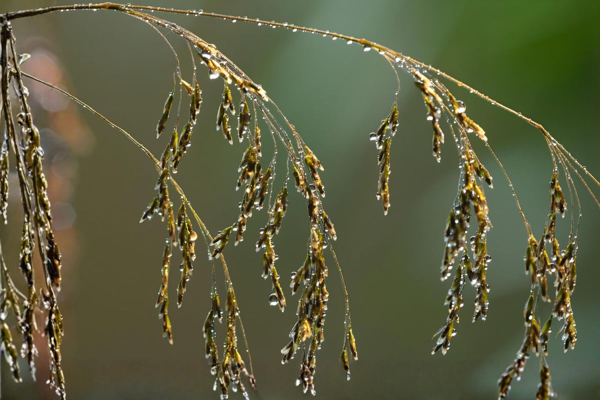 Tufted Hairgrass Seeds 100 Deschampsia cespitosa Ornamental Native Grass for Borders & Gardens