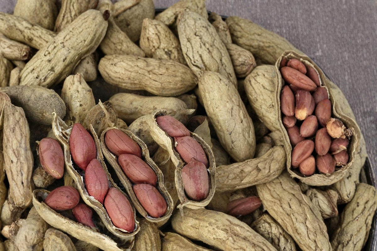 Tennessee Red Peanut Seeds – Arachis hypogaea, Edible Legume, Home Garden, Full Sun, 20 Seeds