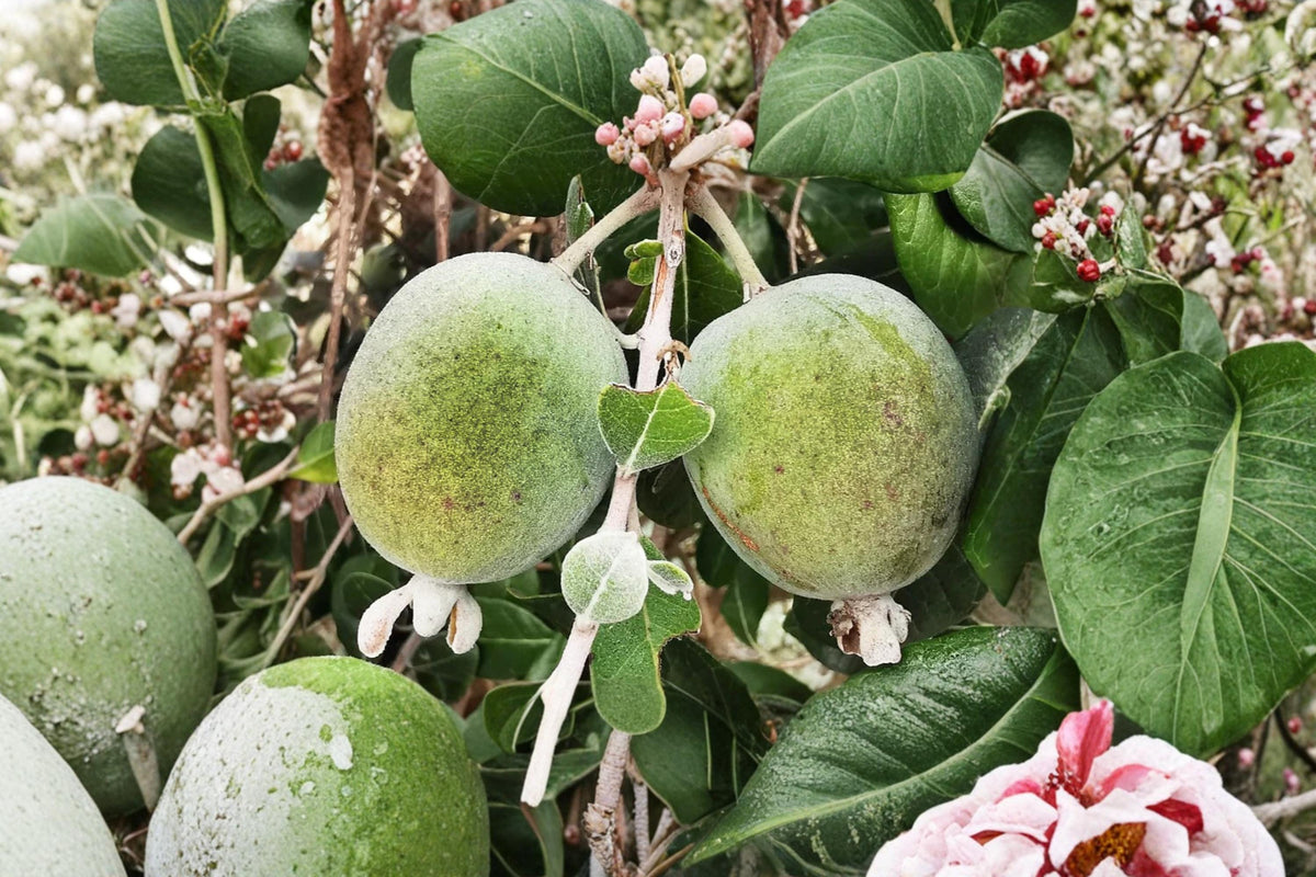 Pineapple Guava Seeds – Acca sellowiana – Edible Fruit, Ornamental Shrub, Tropical Fruit Plant, Garden Tree