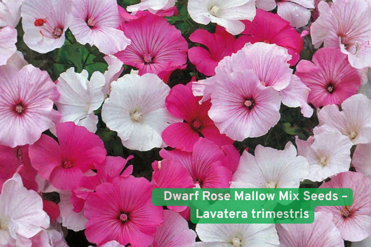 Dwarf Rose Mallow Seeds Mix – Lavatera trimestris Annual Flower for Borders & Containers, Pink White Rose Blooms