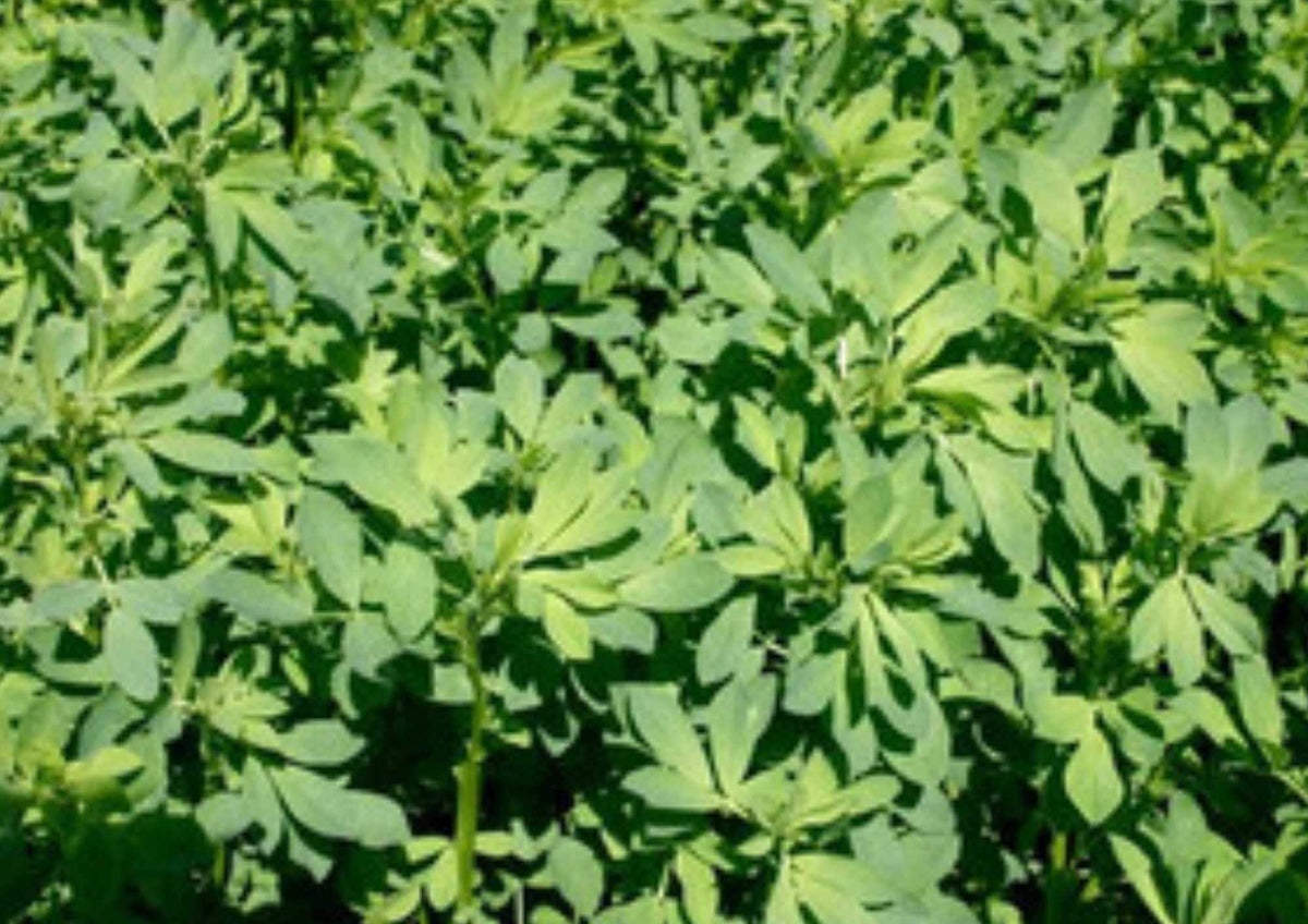 Alfalfa Microgreens Seeds 1500+ Non-GMO Heirloom Cover Crop for Sprouting, Salad Greens, Garden Planting