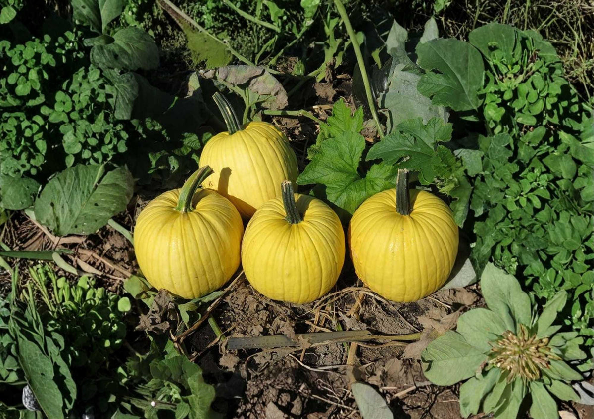 Mellow Yellow Pumpkin Seeds - Rare Ornamental Bright Yellow Gourds for Garden Planting, Decorative Fall Pumpkin Variety