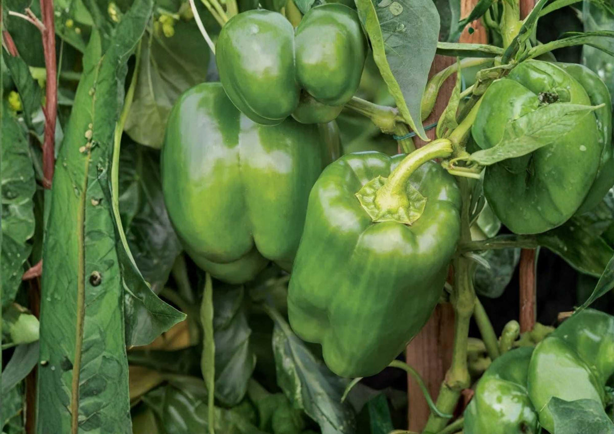 Big Bertha Sweet Pepper Seeds – Heirloom Organic Non-GMO, Large Bell Peppers, Thick-Walled, Garden Planting, Rare Vegetable Seeds