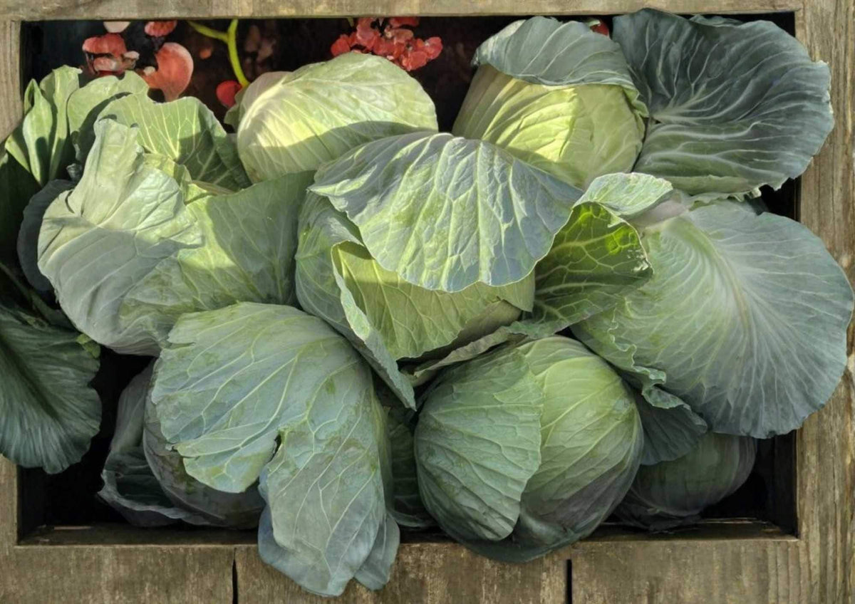 Golden Acre Cabbage Seeds, Heirloom Non-GMO, Vegetable Seeds for Garden, Compact Green Heads, Early Maturity, High Yield