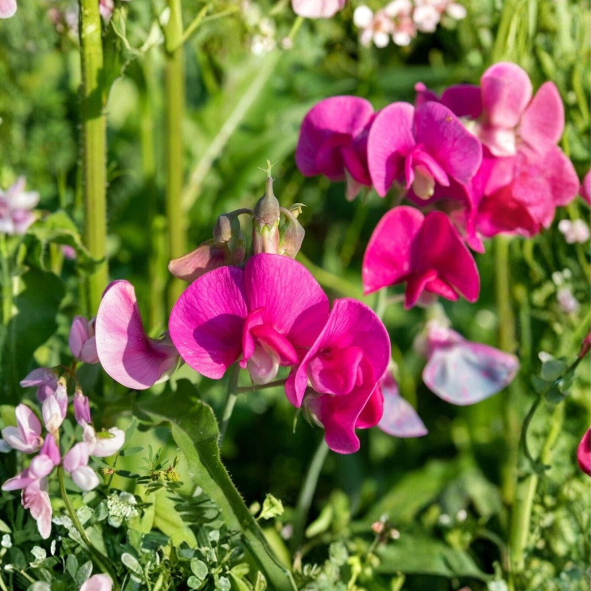 Polygala Myrtifolia Milkwort Cuttings 7 Pack – Flowering Evergreen Shrub for Garden & Container Growing