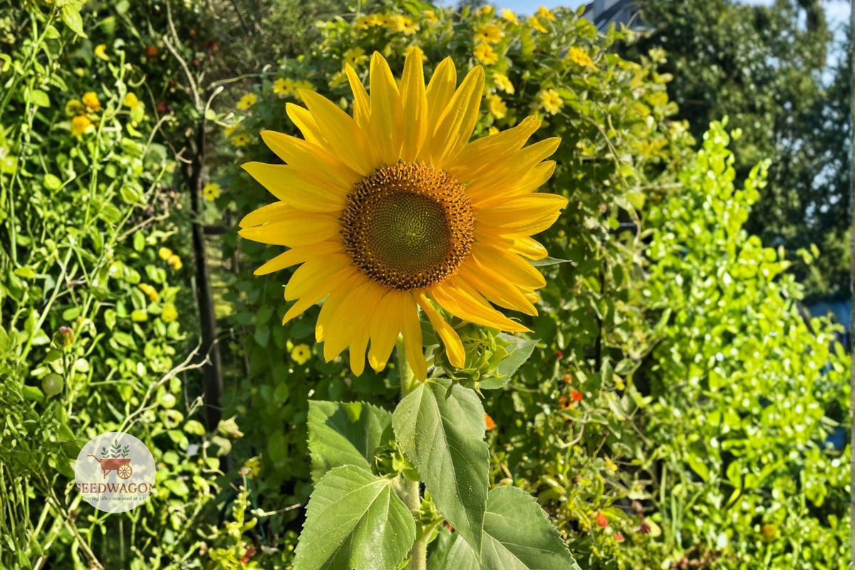 Sunflower Seeds – Dwarf Sunspot Helianthus annuus – Large Yellow Blooms for Containers & Gardens