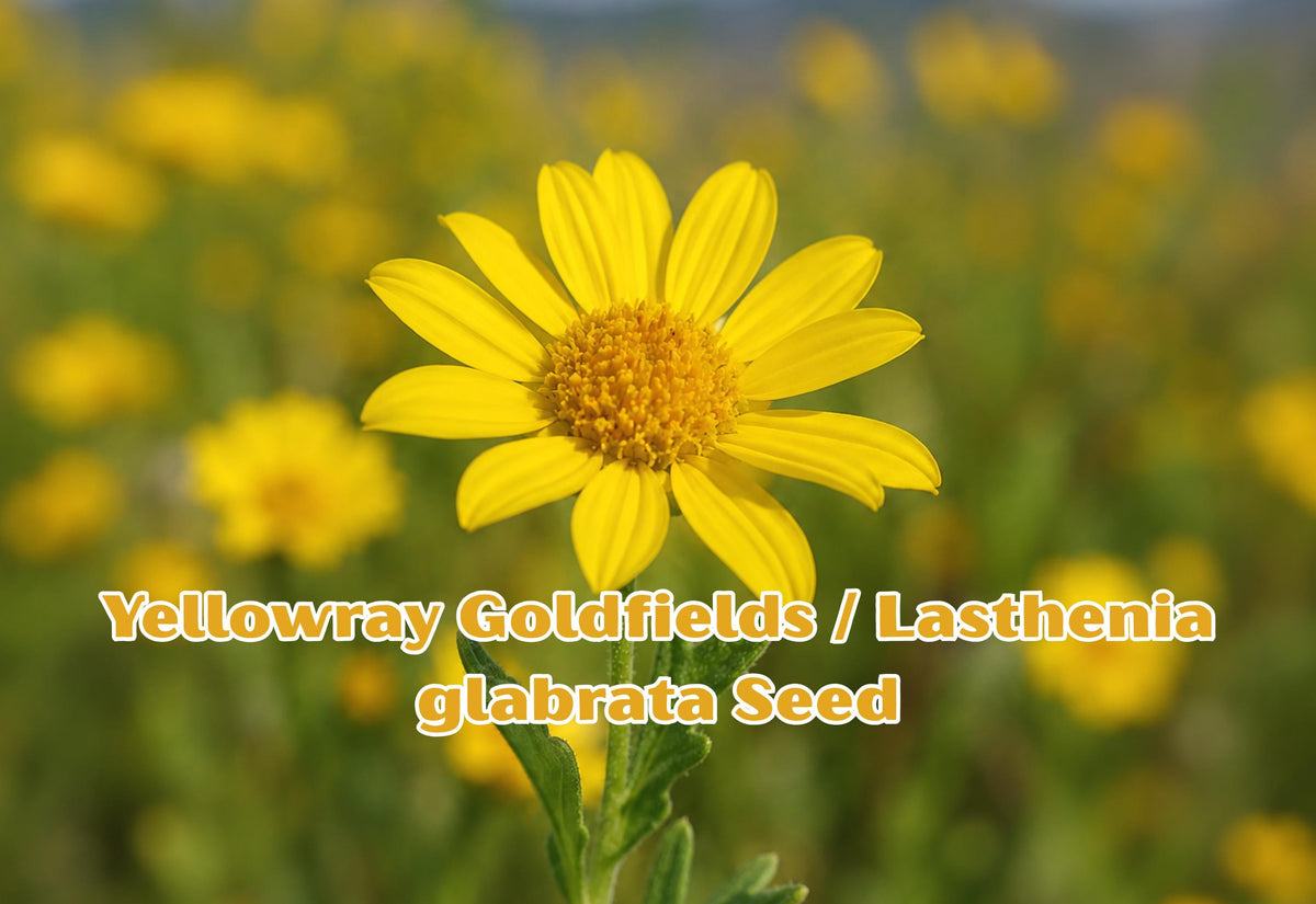 Yellowray Goldfields Wildflower Seeds, Native Lasthenia glabrata, Bright Yellow Daisy, Pollinator-Friendly Annual Flower Seeds