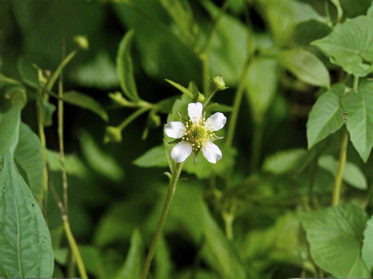 White Avens Flower Seeds | Geum canadense Perennial Plant for Garden & Woodland Planting