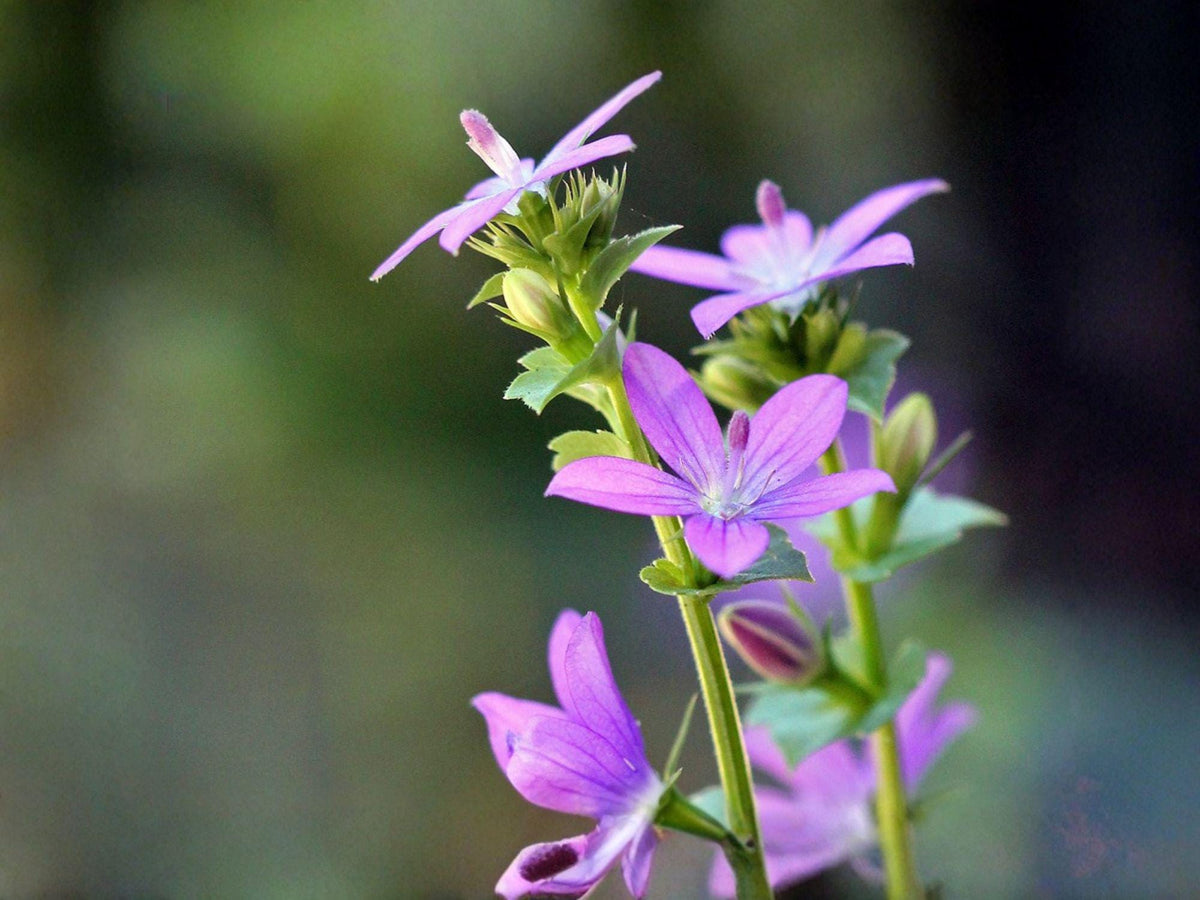 Venus Looking Glass Flower Seeds | Triodanis perfoliata | Violet-Blue Bell-Shaped Flowers | 1000 Seeds for Garden & Natural Plantings