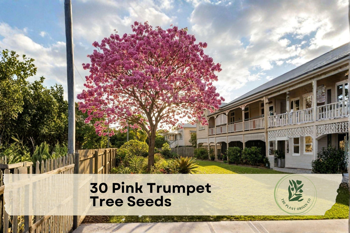 Pink Trumpet Tree Seeds - Grow Your Own Tabebuia rosea with Vibrant Pink Flowers, Fast-Growing Ornamental Tree for Tropical Gardens