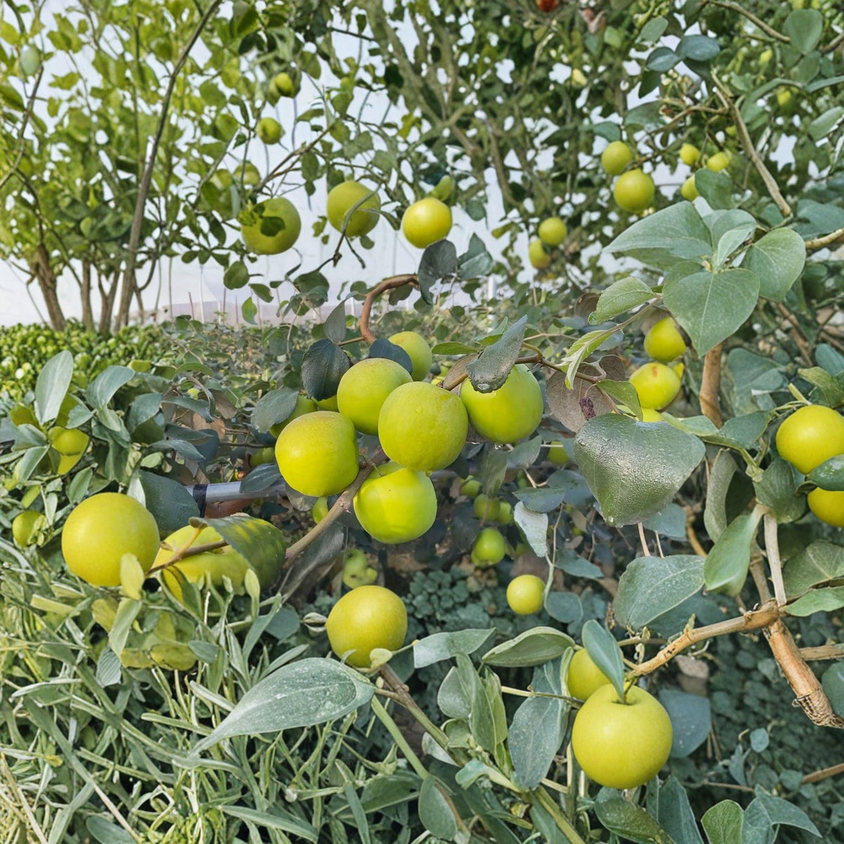 Taiwan Giant Jujube Cuttings – Ziziphus jujuba – Grafting Propagation – Fruit Tree Scions
