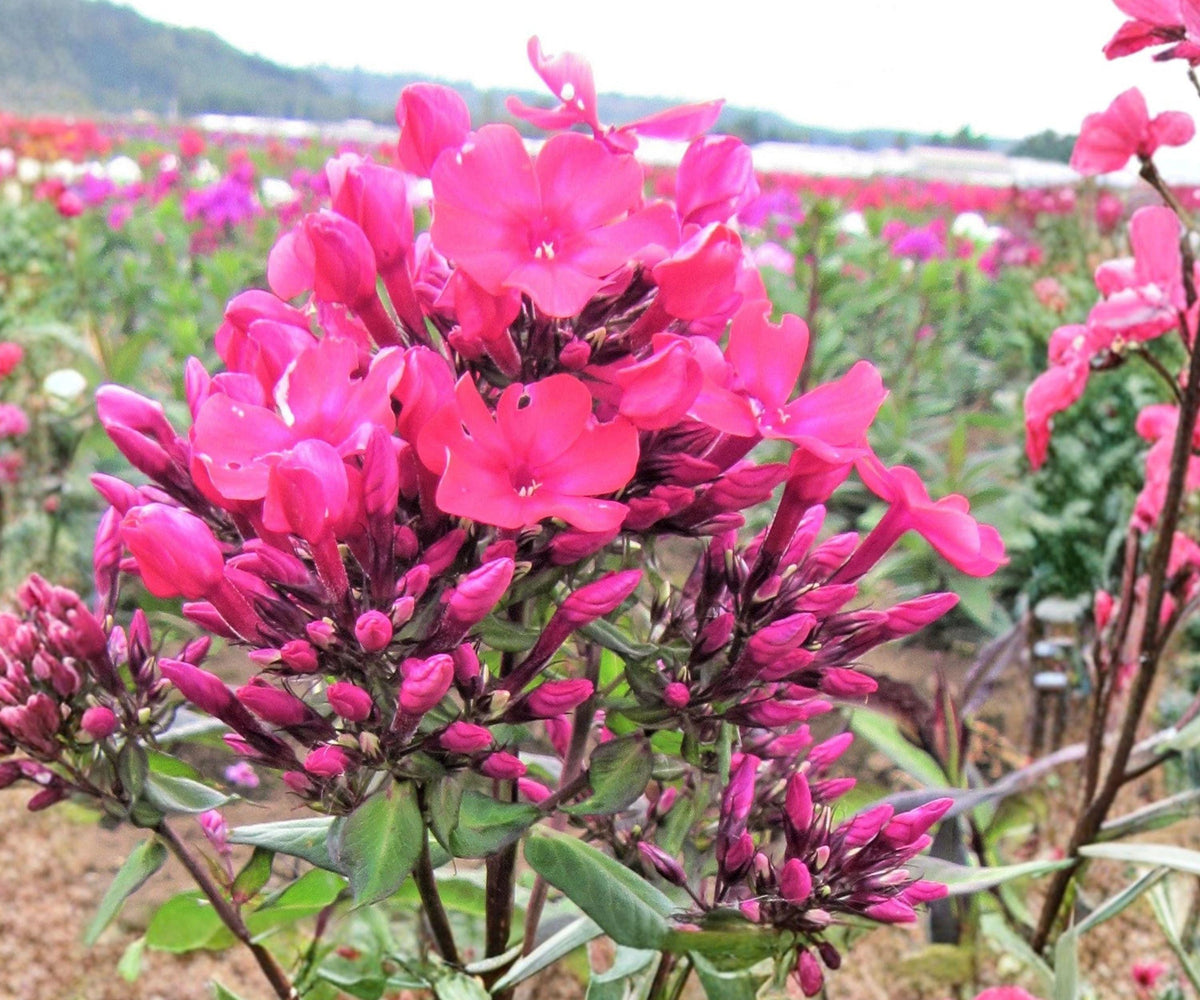 Phlox Starfire Bare Root Plant – Deep Red Fragrant Perennial Flower, Zone 4-8, Herbaceous Garden Plant