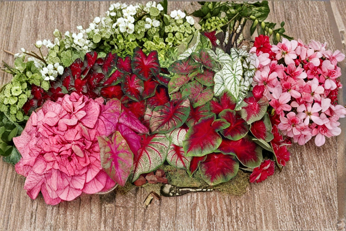 Pinky Swear Caladium Bulbs – Caladium bicolor Tropical Foliage Plant for Shade Gardens & Containers