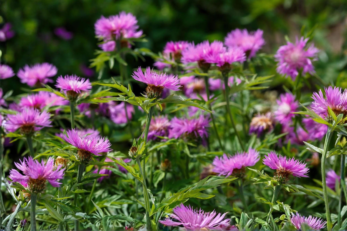 Sweet Sultan ‘Imperialis Mix’ Flower Seeds – Fragrant Amberboa Moschata Heirloom Mix for Borders & Cut Flowers