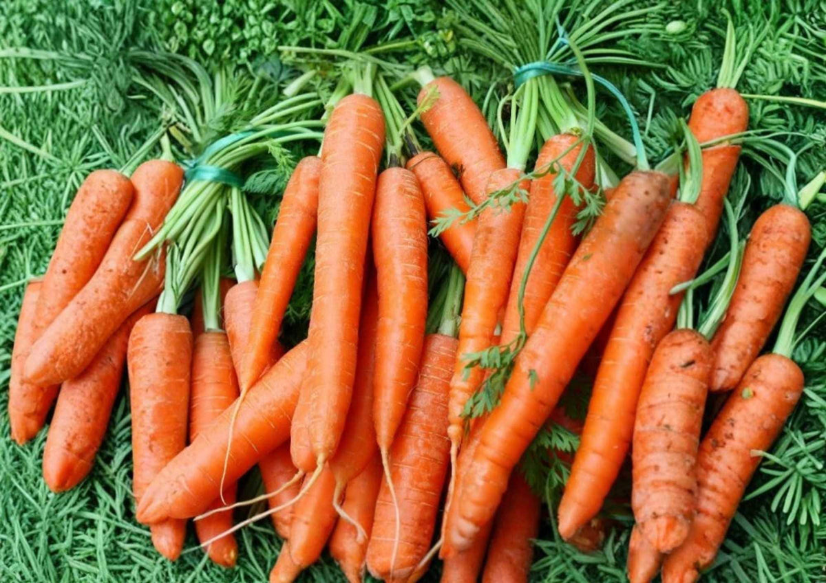 Chantenay Red Cored Carrot Seeds – Organic Heirloom Vegetable Seeds for Garden Planting, Sweet Crisp Orange Roots, High Yield