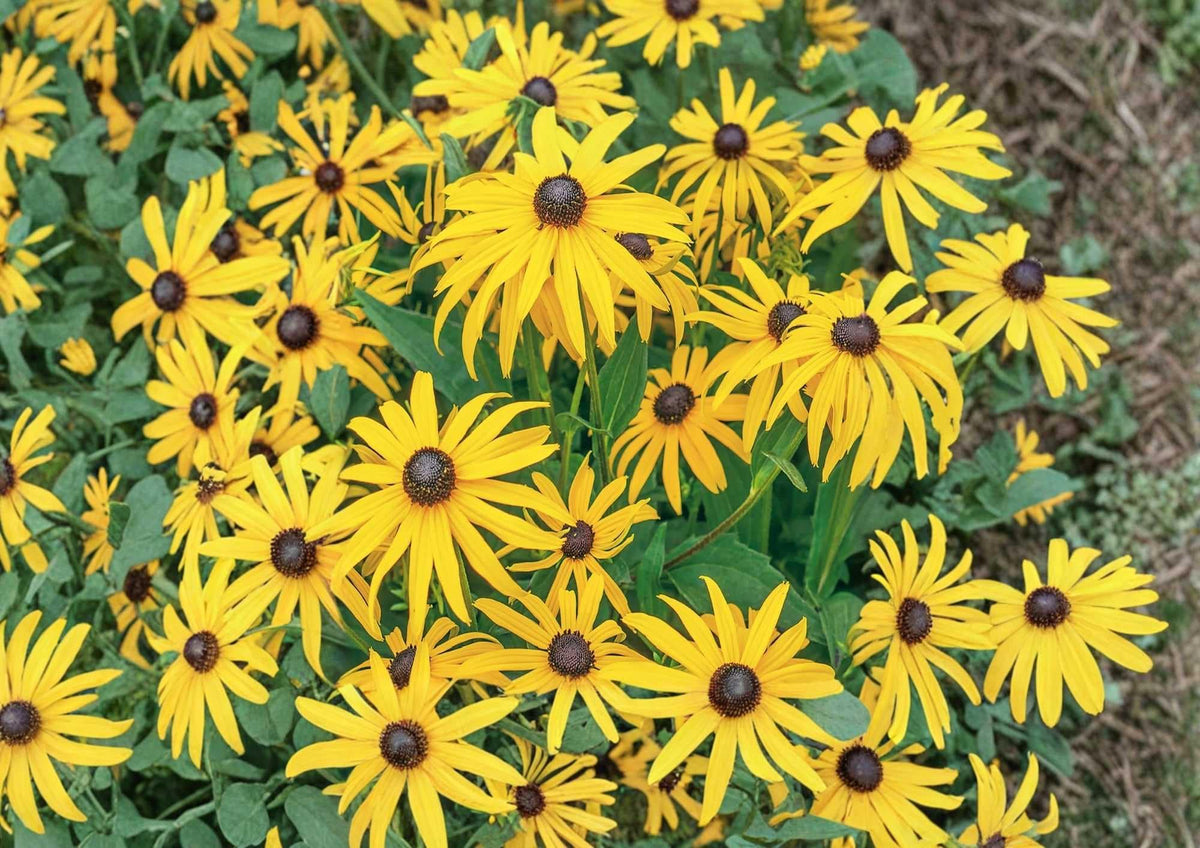 Black Eyed Susan Seeds, Wildflower Seeds for Garden, Bright Golden Yellow Blooms, Butterfly & Pollinator Friendly, Rudbeckia hirta