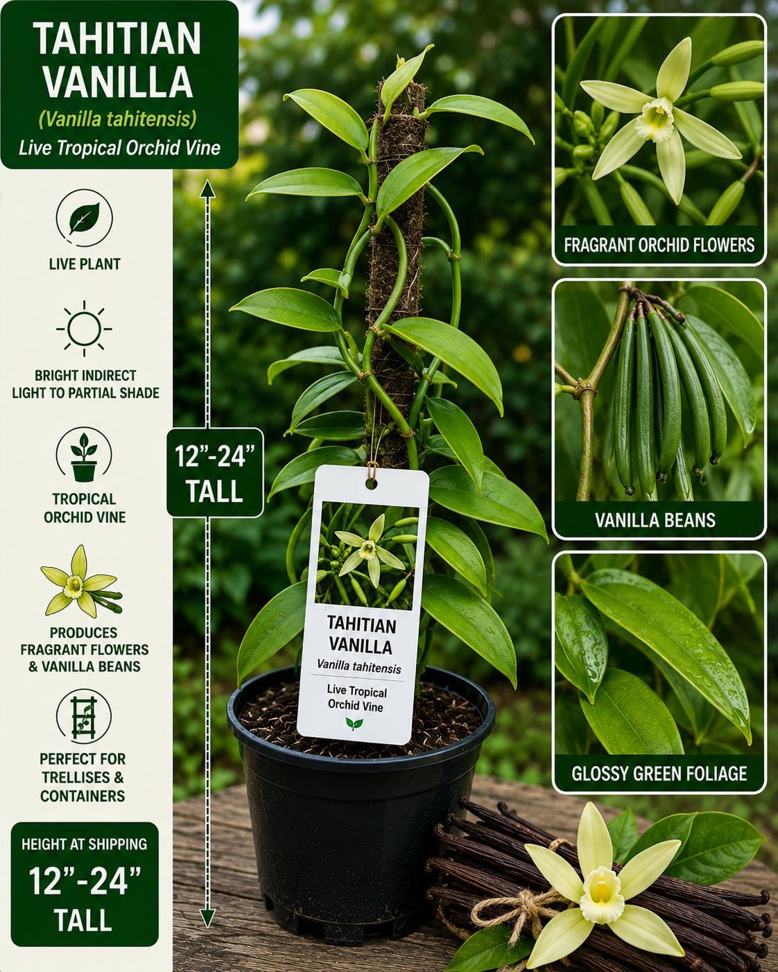Tahitian Vanilla Live Vine 12–24 Inches, Vanilla tahitensis, Fragrant Orchid Climber for Containers & Gardens