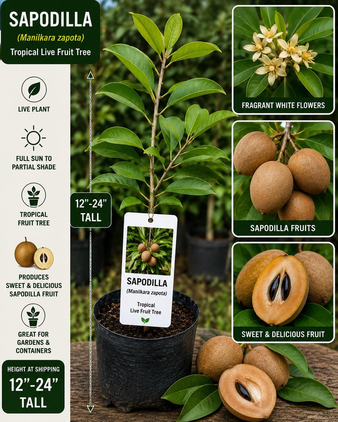 Live Sapodilla Fruit Tree – 12-24 Inch Starter Plant – Manilkara zapota Tropical Evergreen for Backyard, Patio, Container Cultivation