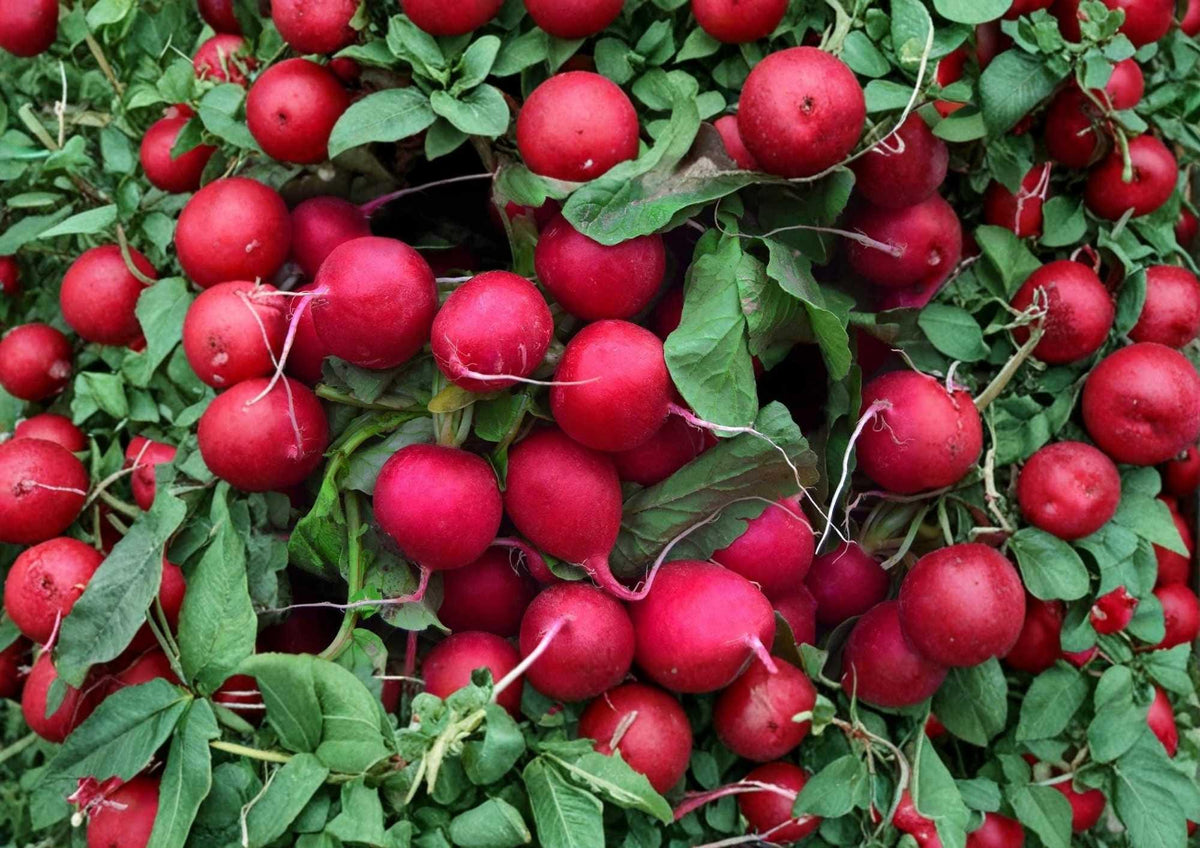 Champion Radish Seeds - Heirloom Non-GMO Vegetable Seeds for Garden Planting, Round Bright Red Roots, Fast-Growing, Crisp, Mild Flavor