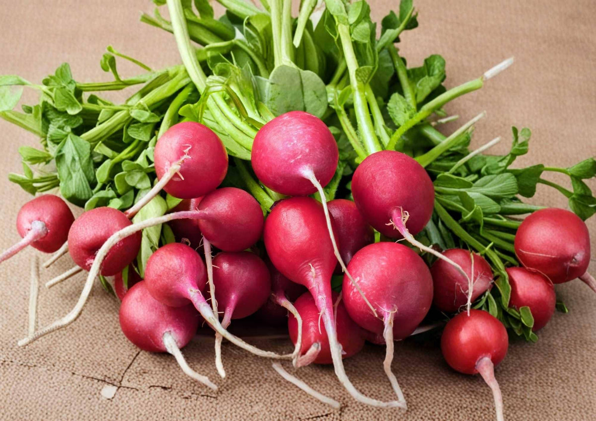 German Giant Radish Seeds – Heirloom Non-GMO Vegetable Seeds for Garden Planting, Large Red Roots, Crisp and Mild Flavor