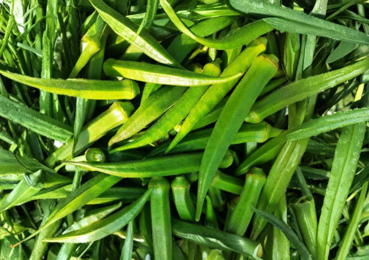 50+ Perkins Long Pod Okra Seeds – Heirloom Non-GMO Vegetable Seeds for Garden Planting, Tender Green Pods, High Yield, Southern Favorite