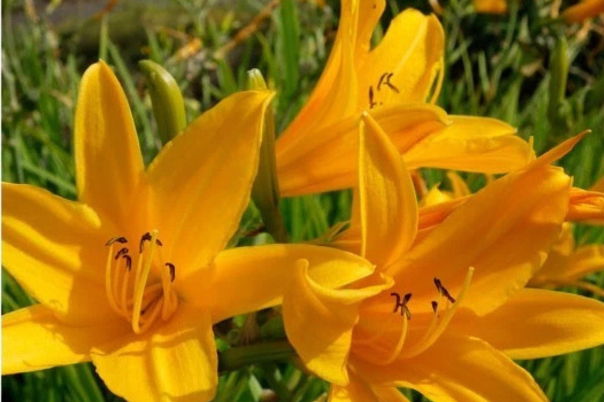 Aztec Gold Daylily Bulbs – Perennial Flower Bulbs with Bright Golden-Yellow Blooms – Hemerocallis 'Aztec Gold'