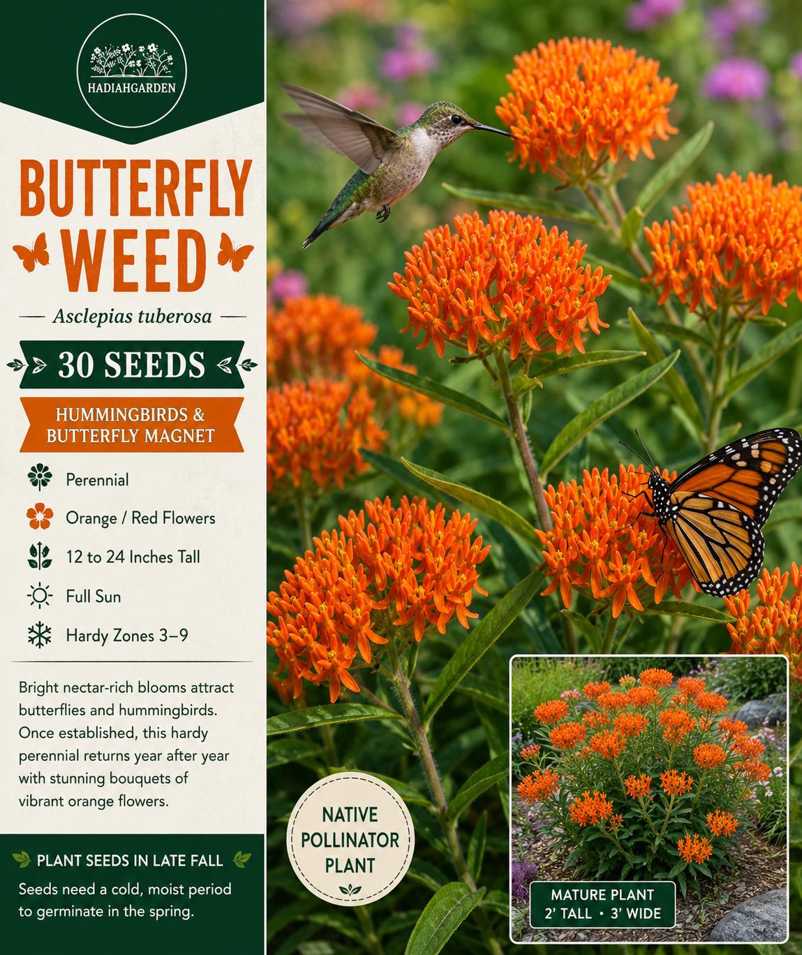 Butterfly Weed Seeds – Asclepias tuberosa – Native Perennial Flower for Pollinator Gardens and Wildflower Landscaping