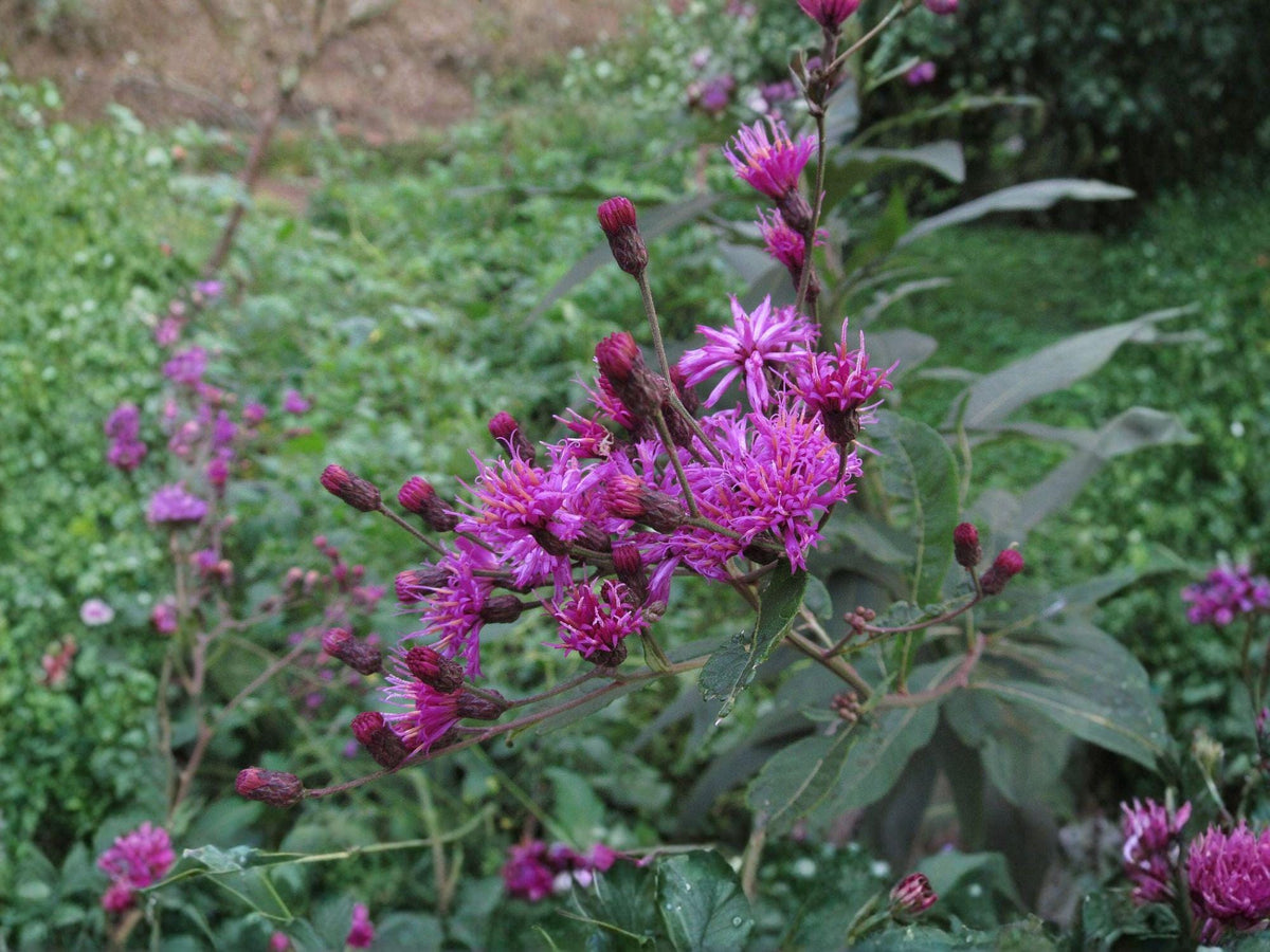 Tall Ironweed Seeds | Vernonia gigantea | Purple Flowering Perennial for Gardens & Natural Landscapes