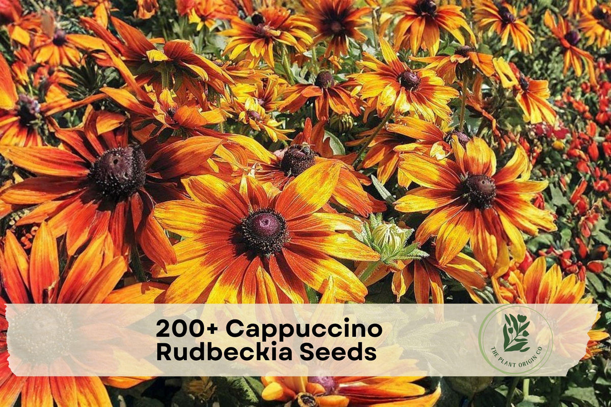 200+ Cappuccino Rudbeckia Seeds - Bright Bronze & Gold Flowers, Rudbeckia hirta, Pollinator & Cottage Garden Seeds