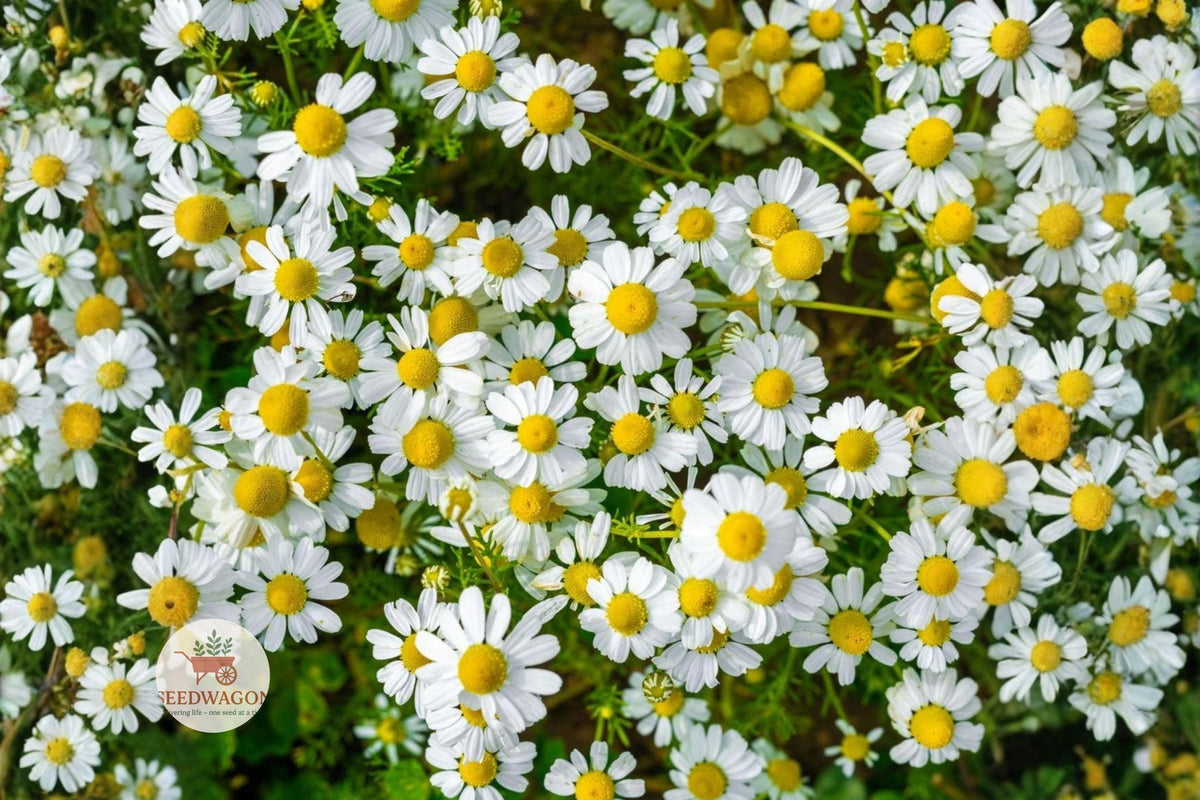 German Chamomile Seeds – Heirloom Non-GMO Herb Flower Seeds for Garden, 100+ White Daisy-Like Blooms, Attracts Pollinators