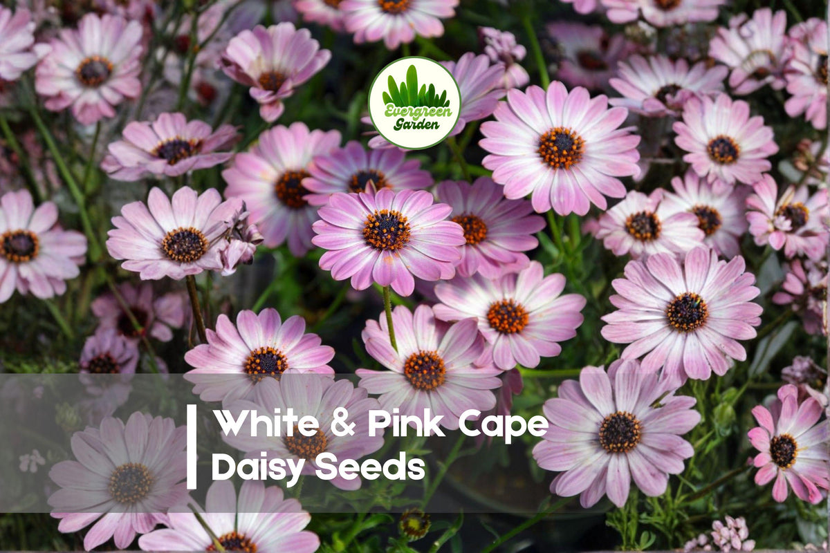 200 White & Pink Cape Daisy Seeds, Osteospermum spp., Bi-color Pink & White Flowers, Heat-Tolerant, Full Sun, Garden & Container