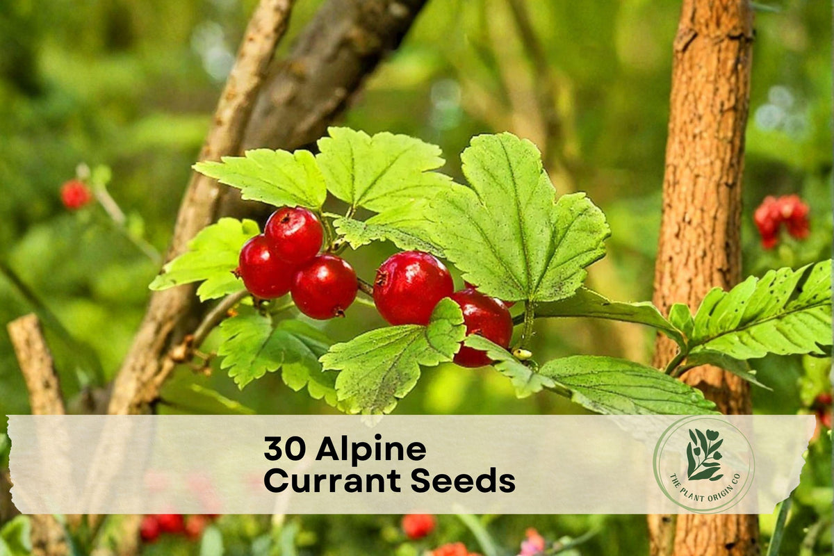 30 Alpine Currant Seeds Ribes alpinum Hardy Shrub for Hedges Borders Landscaping Garden Planting