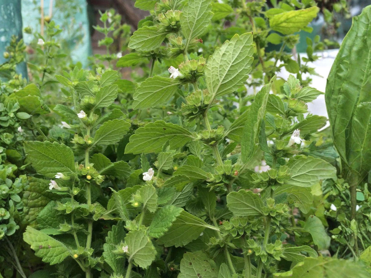 Lemon Balm Herb Seeds | Melissa Officinalis | 100 Seeds for Herb Gardens, Containers & Landscaping