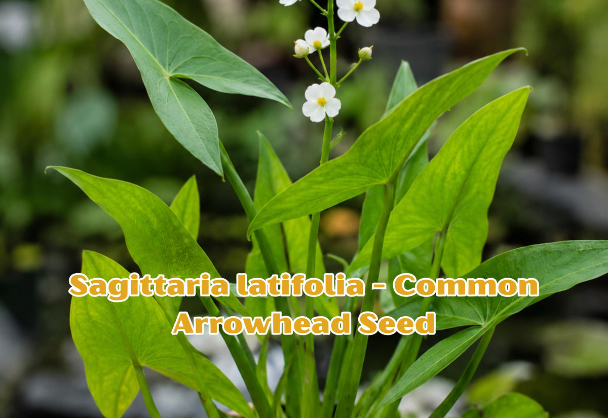 Sagittaria latifolia Seeds, Common Arrowhead, Aquatic Pond Plant, Wetland Native, White Flowers, Water Garden Plant