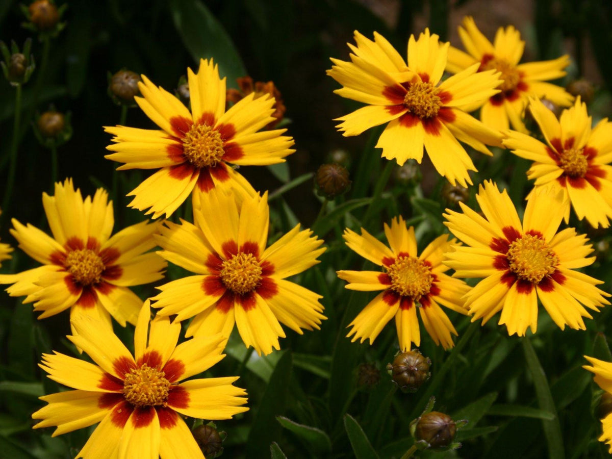 Dwarf Lance Leaf Coreopsis Seeds – Native Perennial Wildflower for Pollinator Gardens & Prairie Landscapes – Coreopsis lanceolata