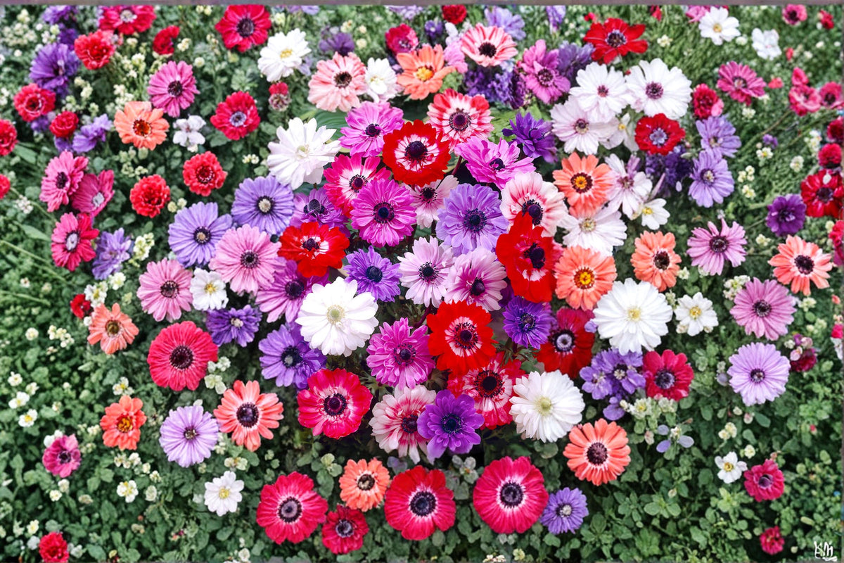 St Brigid Anemone Bulb – Anemone coronaria Flowering Plant for Garden Beds & Containers