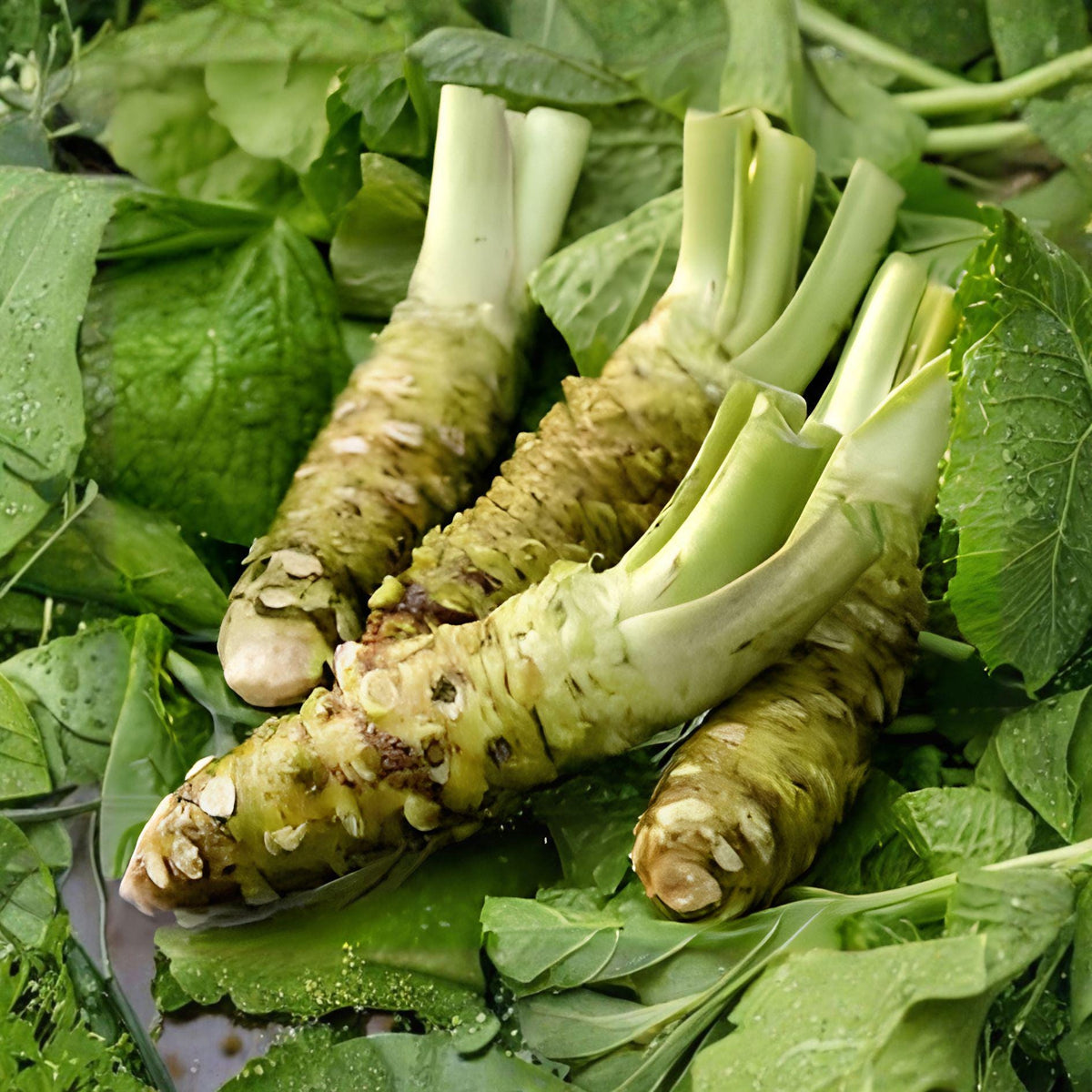 Japanese Wasabi Seeds – 5 Pack, Wasabia japonica, Rare Perennial Herb for Shade Gardens, Non-GMO, Moist Soil, Cool Climate