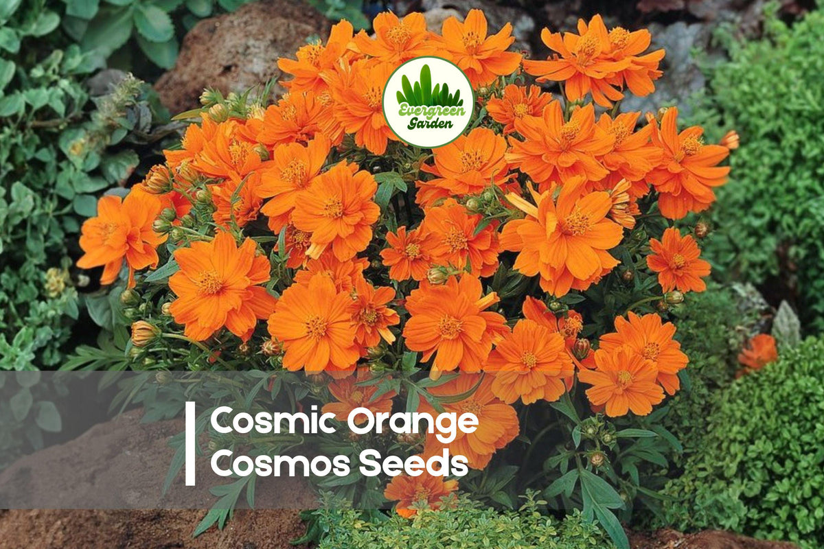 200 Cosmic Orange Cosmos Seeds, Annual, Vibrant Orange Flowers, Cosmos sulphureus, Heat Tolerant, Pollinator Attracting