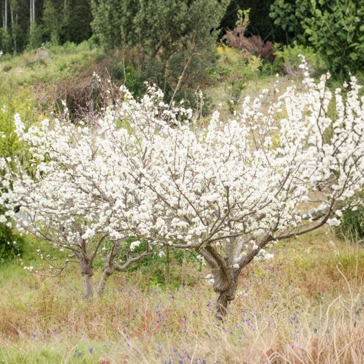 Wild Plum Cuttings Set of 12, Unrooted Fruit Tree Propagation, Prunus americana